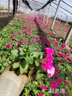 高度15厘米矮牵牛