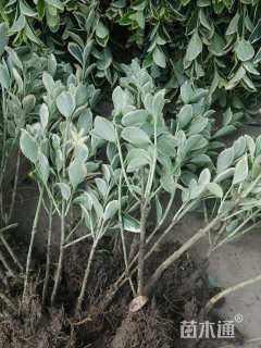 高度35厘米金边黄杨