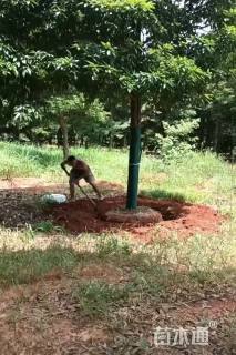 20公分金丝楠木