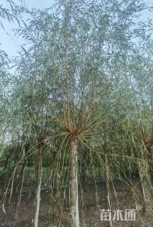 13公分金丝垂柳