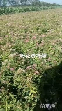 高度50厘米粉花绣线菊
