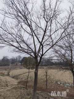 高度600厘米柏树