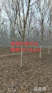 15公分美国红枫