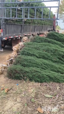 高度120厘米北京桧