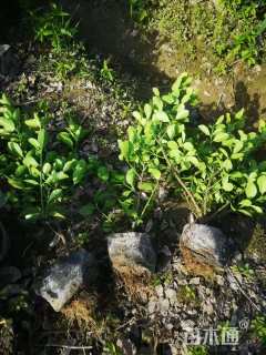 高度40厘米大叶黄杨