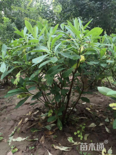 高度100厘米结香