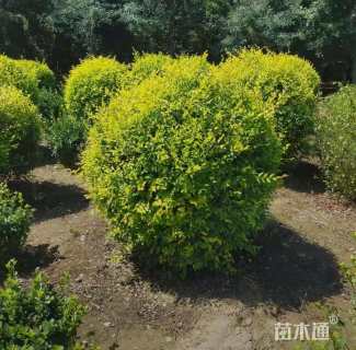 冠幅60厘米金叶榆球