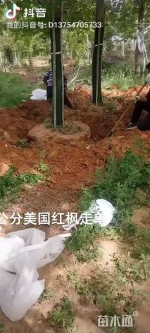 17公分美国红枫