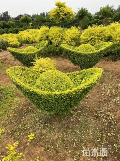2公分造型小叶女贞