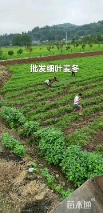 高度15厘米中叶麦冬