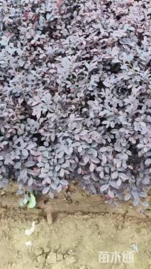 高度35厘米红花继木小苗
