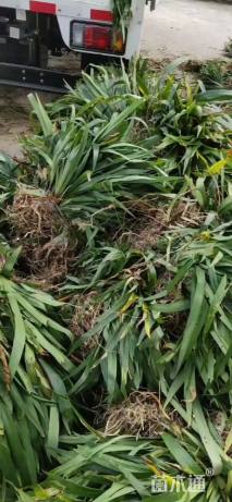 高度15厘米中叶麦冬