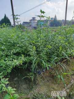高度40厘米云南黄馨