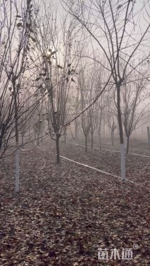 10公分西府海棠