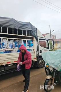 高度30厘米粉黛乱子草