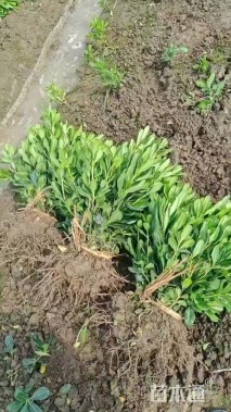 高度40厘米海桐小苗