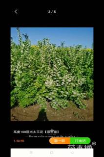 高度150厘米太平花