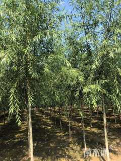 5公分漳河柳