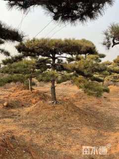 10公分松树