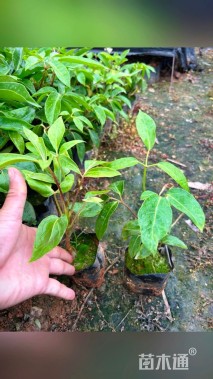 高度20厘米昆士兰伞木