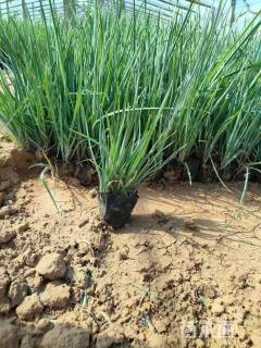 高度40厘米紫露草