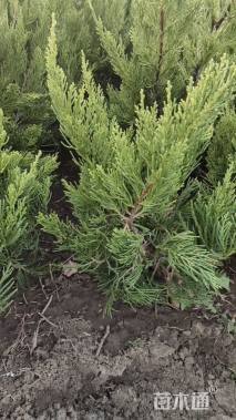 高度50厘米柏树