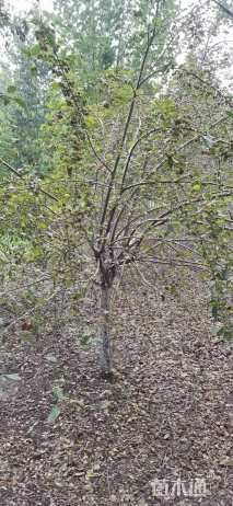 15公分亚当海棠