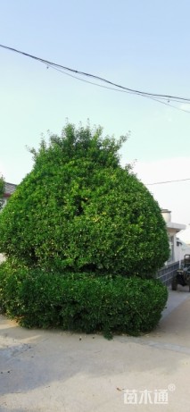 高度600厘米冬青球