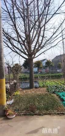 67公分银杏