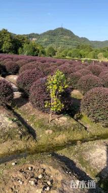 冠幅150厘米红花继木球