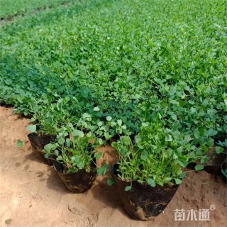 苜蓿
