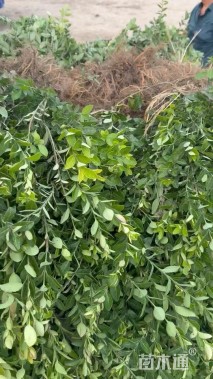 50厘米小叶扶芳藤