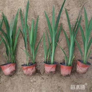 高度50厘米火星花