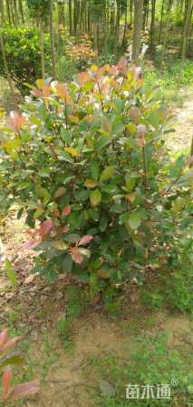 冠幅60厘米红叶石楠球