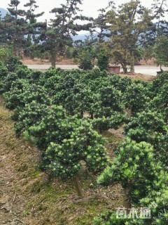 50厘米造型罗汉松