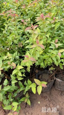 高度43厘米柳叶绣线菊