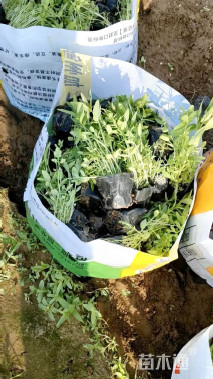 高度30厘米千屈菜