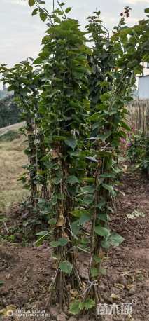高度30厘米三角梅藤条
