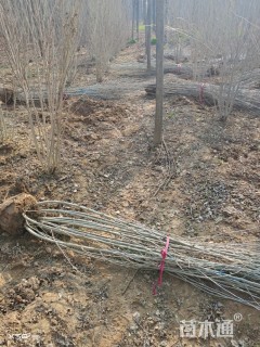高度250厘米丛生木槿