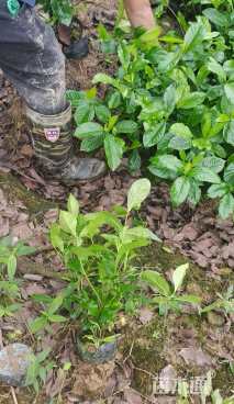 高度40厘米大叶栀子小苗