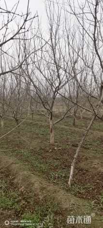 高度2.5厘米石榴