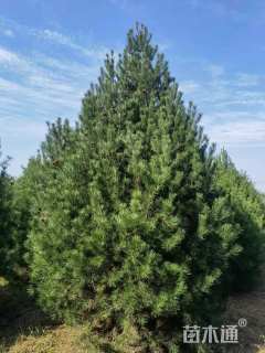 高度500厘米白皮松