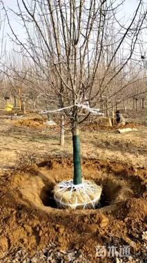 11公分垂丝海棠