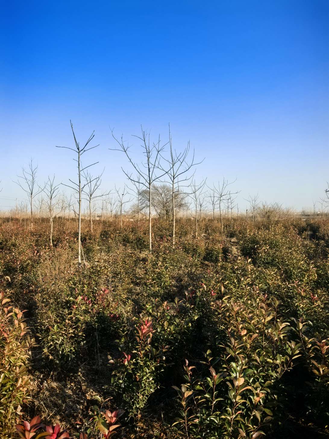 10公分薄壳山核桃