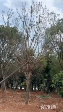 15公分蓝花楹