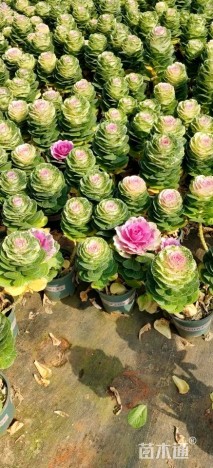 高度25厘米玫瑰