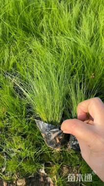 高度15厘米细茎针茅