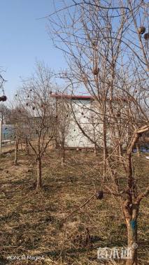 高度200厘米石榴