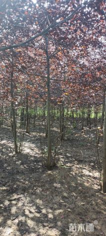 6公分紫叶稠李