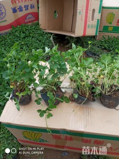 高度25厘米蛇莓